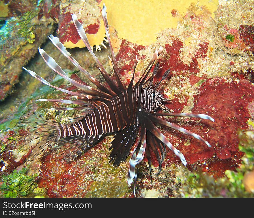 Non-native Lionfish species now found throughout the Caribbean. This photograph taken on Roatan, Honduras. Non-native Lionfish species now found throughout the Caribbean. This photograph taken on Roatan, Honduras.