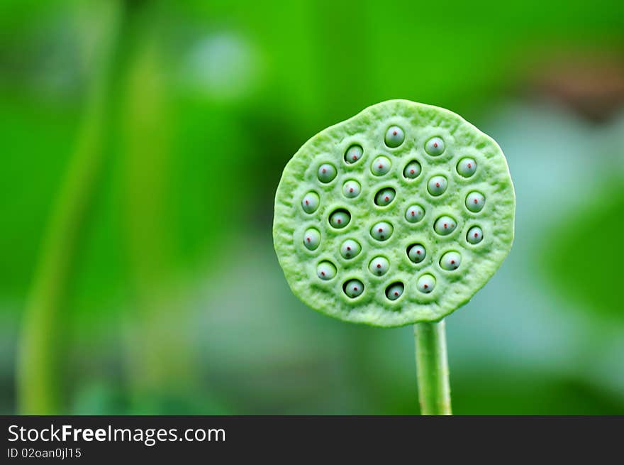 Close-up of lotus seeds.