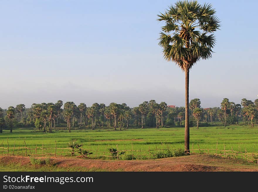 Cambodian Palm Tree