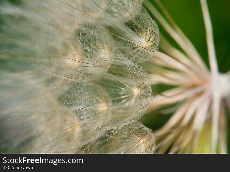 Seeds on a flower blowing in the wind during summer. Seeds on a flower blowing in the wind during summer