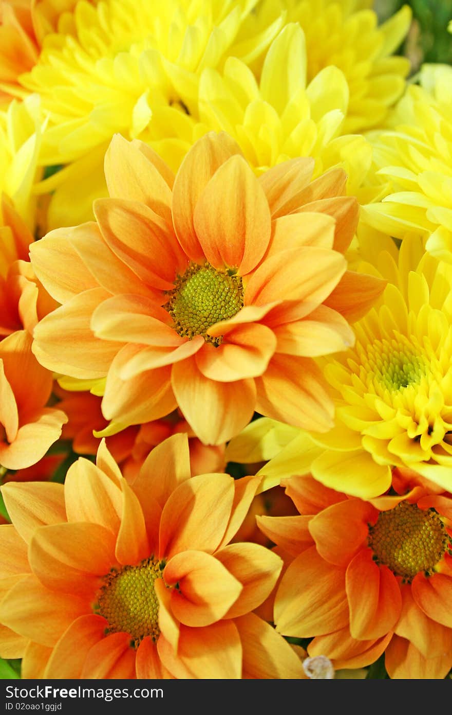 Yellow and orange daisies for greeting cards.