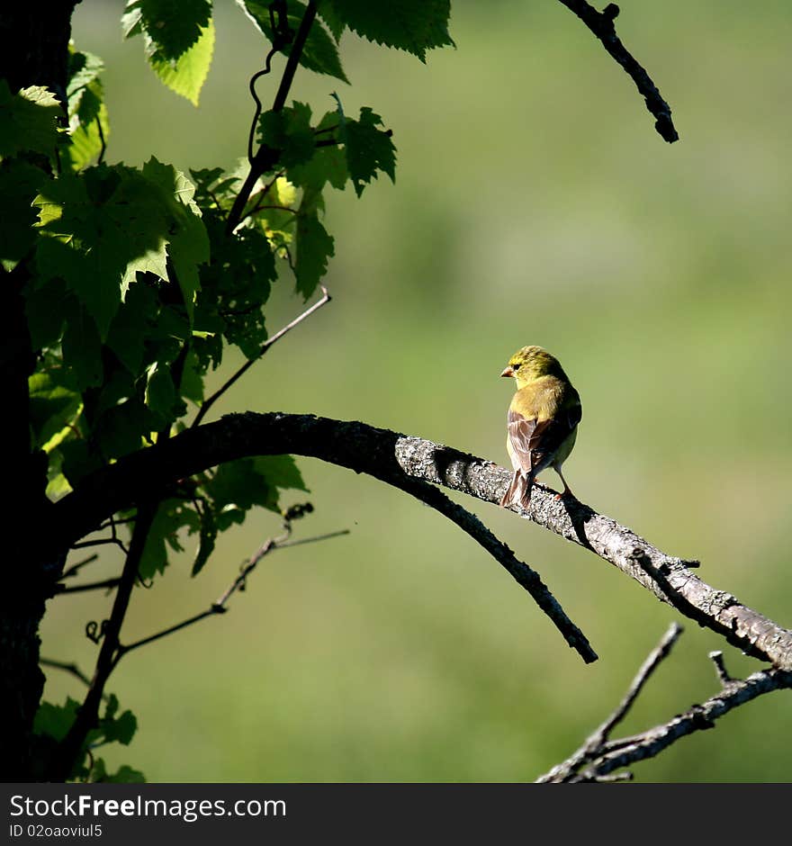 Goldfinch Bird