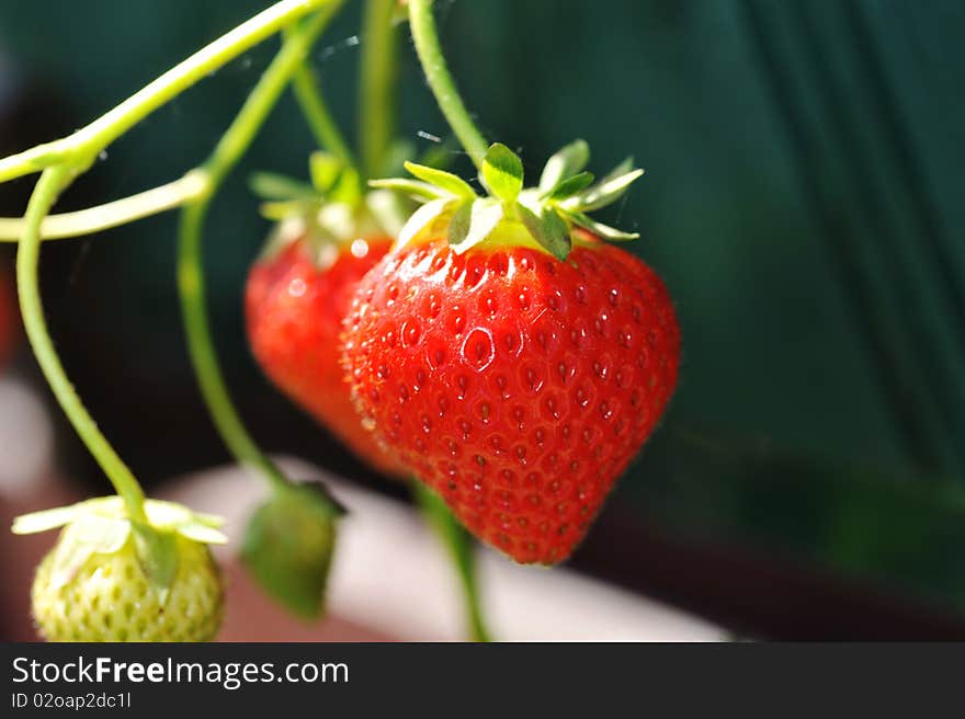 Red strawberry in village garden