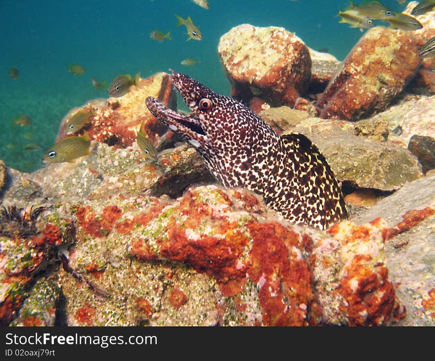 Curious Spotted Eel Peering out his Hole