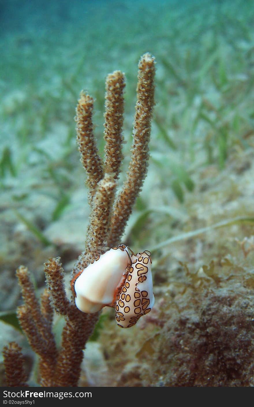 Two Flamingo Tongue snails climbing around, mantles visible under their shells.  Possible mating behavior. Two Flamingo Tongue snails climbing around, mantles visible under their shells.  Possible mating behavior.