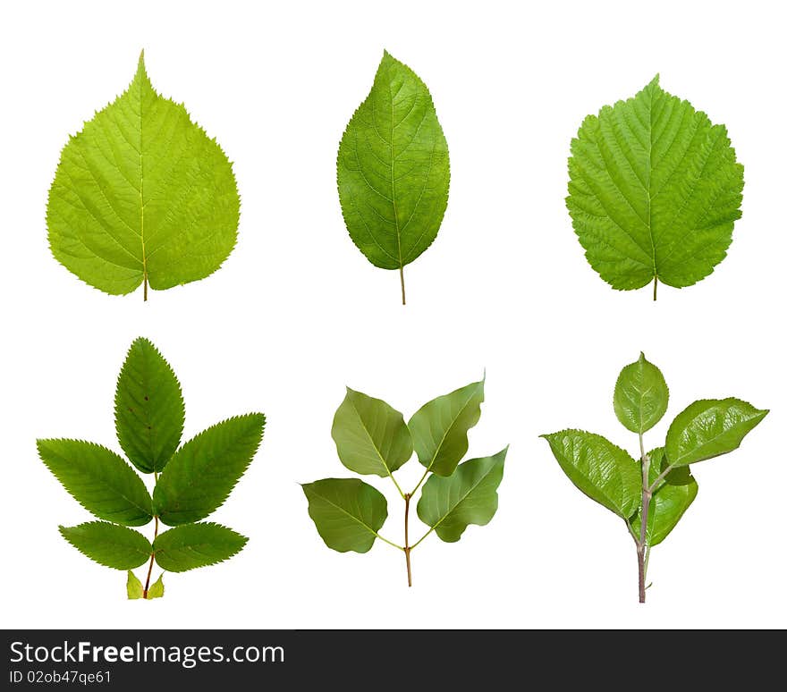 Leaves of plants.