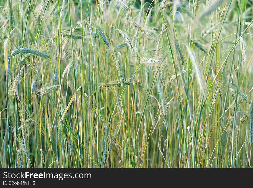 Close up of a field of cereal