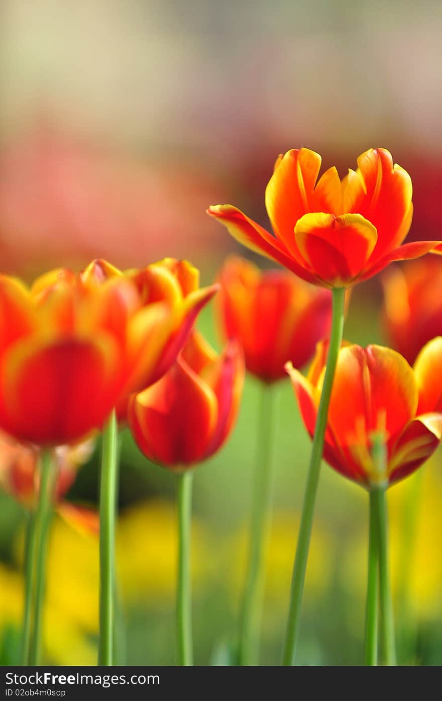 The red tulips in Thailand