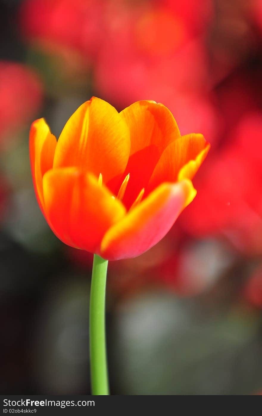 Tulip