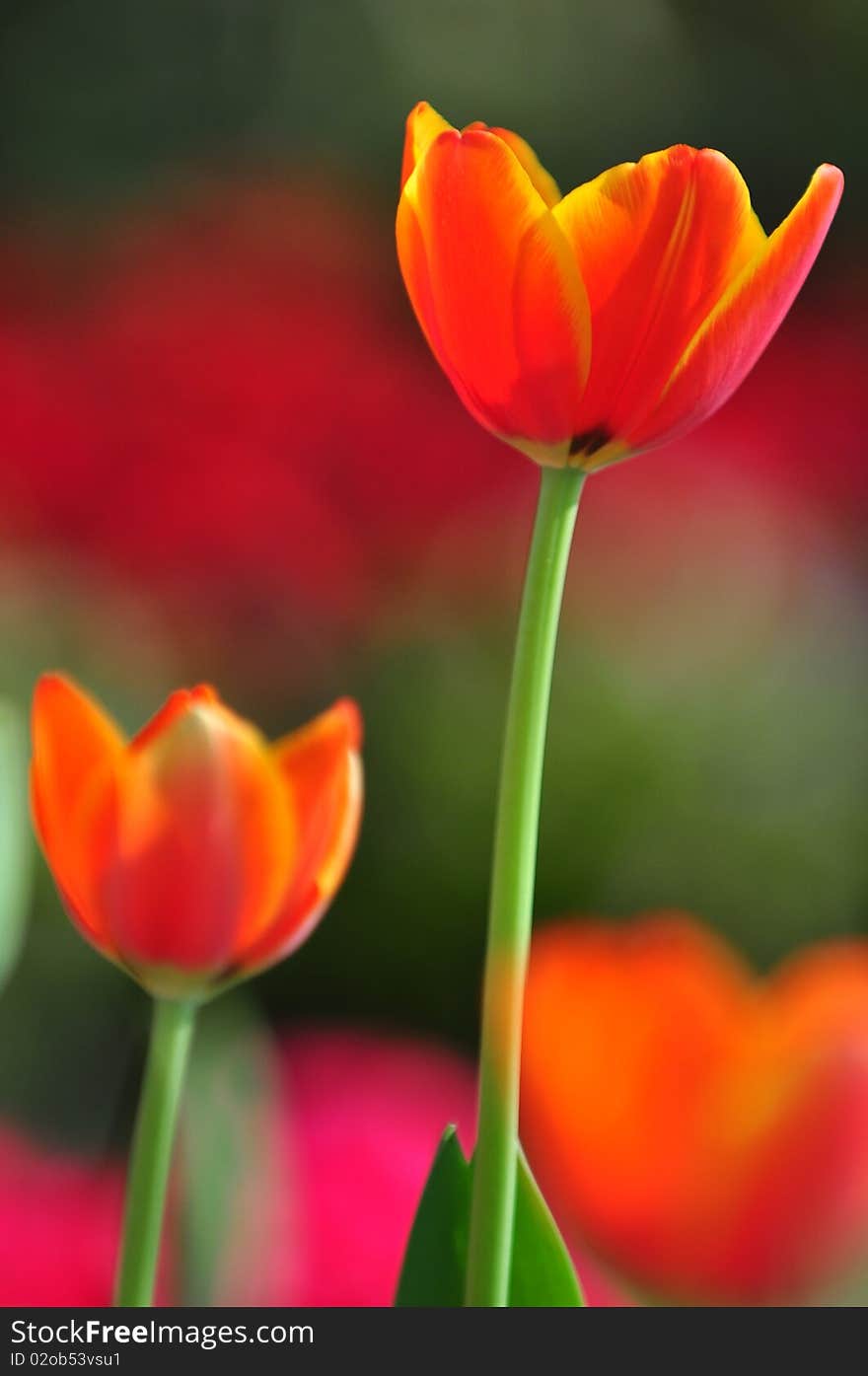 The red tulips in Thailand