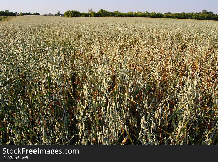 Field of oat for grain. Often this cereal cultivate for forage.