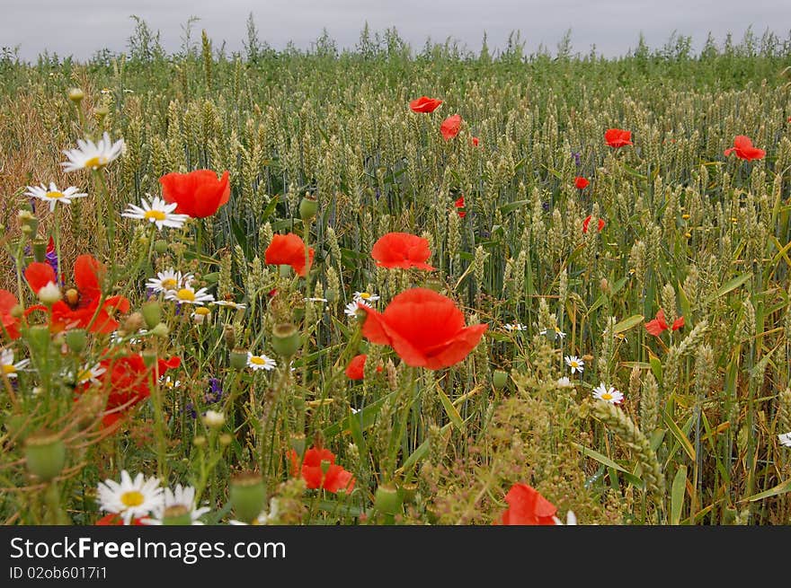 Wheat and poppy