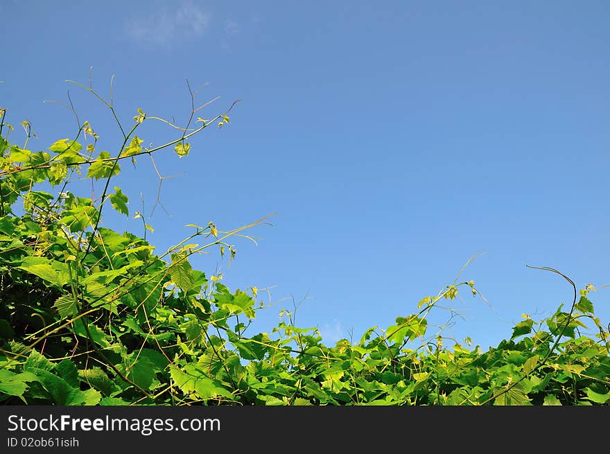 Vineyard on the background of the sky. Vineyard on the background of the sky