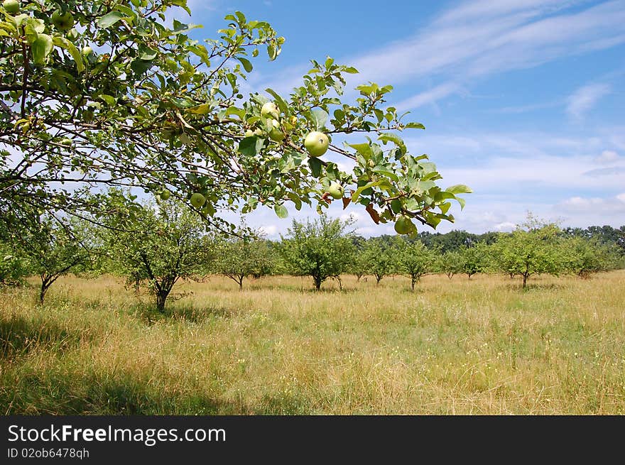 Apple trees