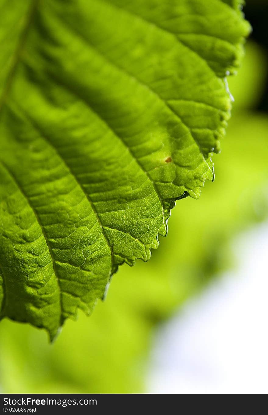 Leaf Fragment