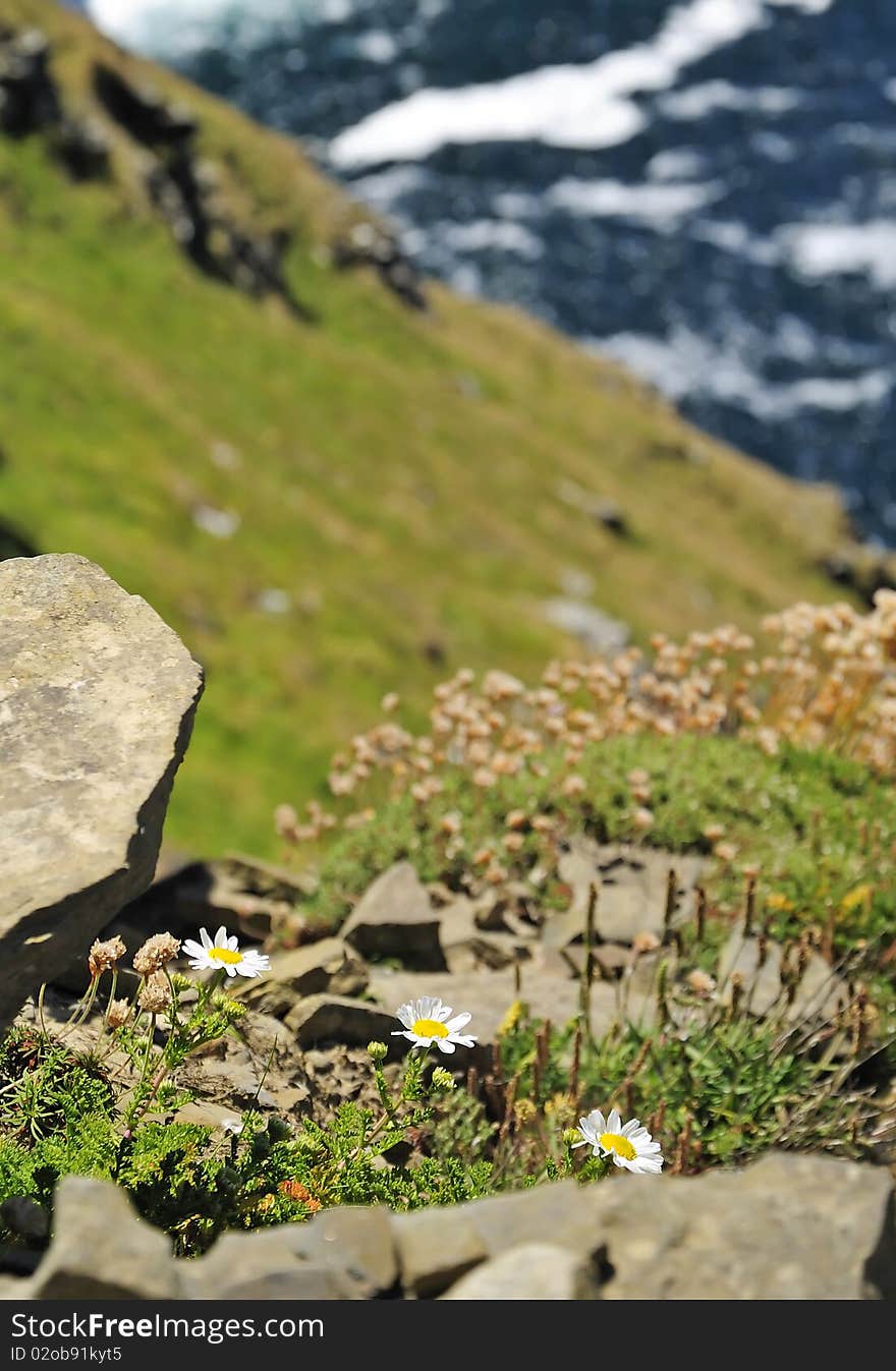 Irish daisies on huge cliff slope