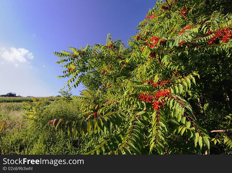 Blooming shrub at the edge of the forest