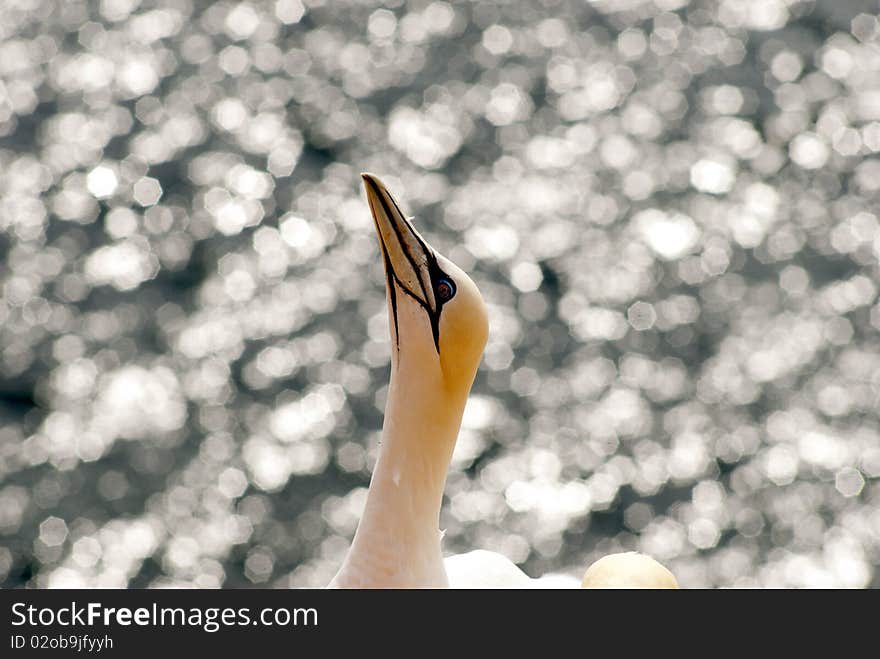 Sunny Gannet