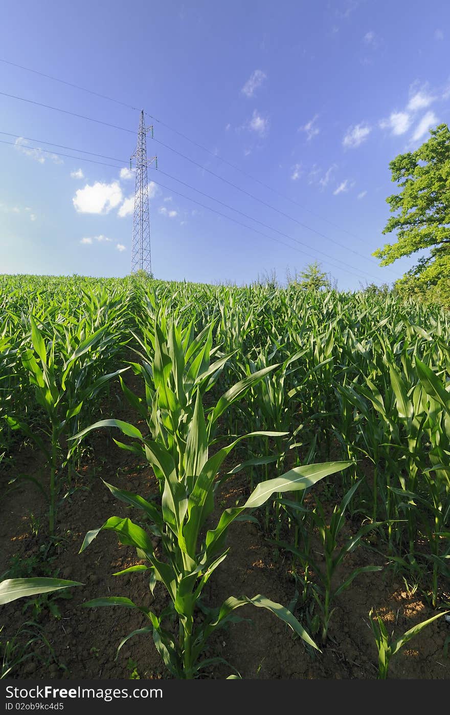 Corn field on the hill under a blue sky