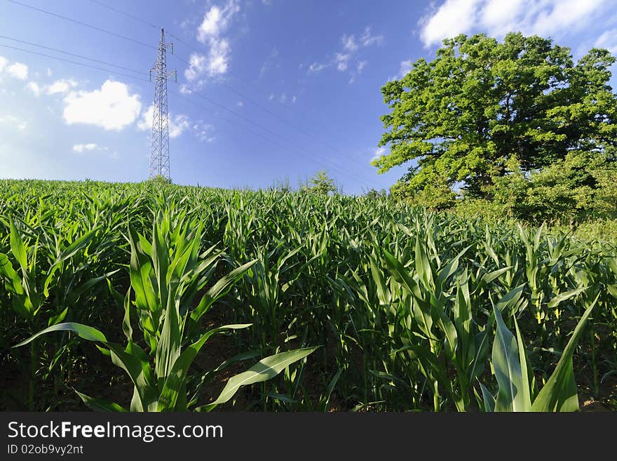 A field of green corn under a blue sky. A field of green corn under a blue sky