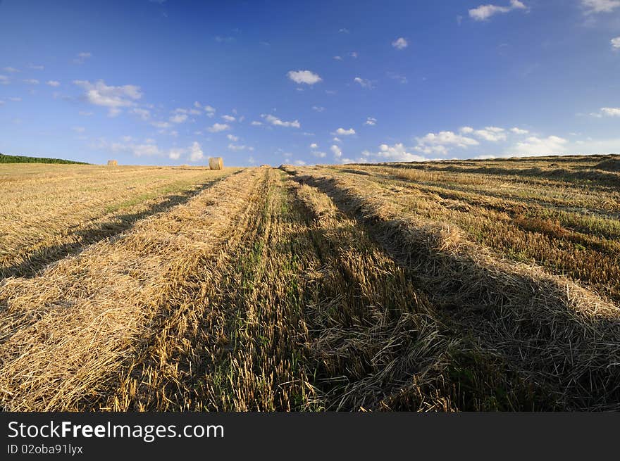 Field After Harvest