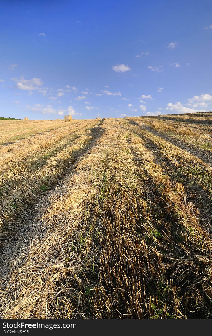 Field after harvest