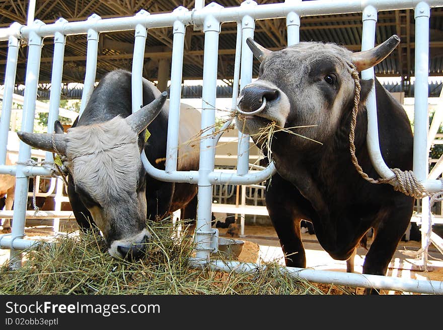 Big black bulls eating hay.