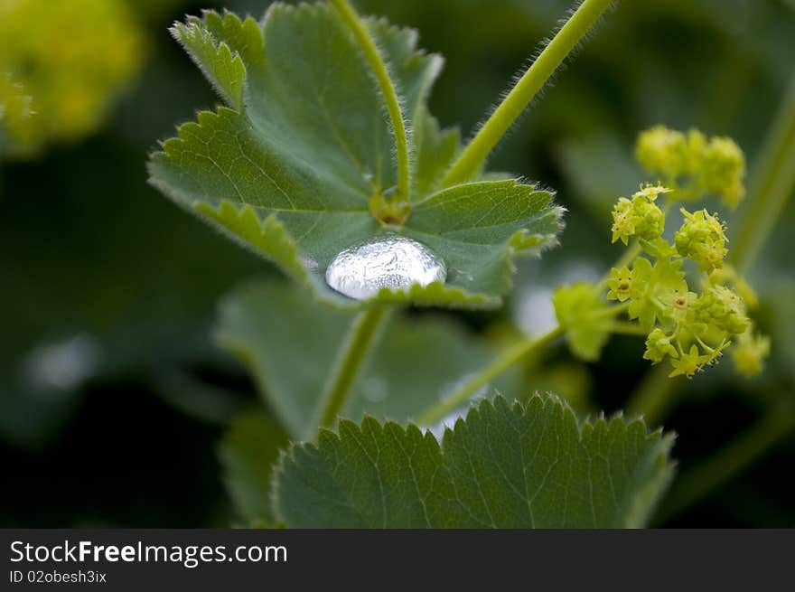 Rain water on green leafs after rain. Rain water on green leafs after rain
