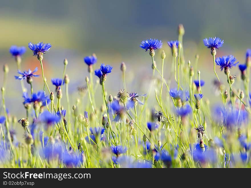 Cornflower