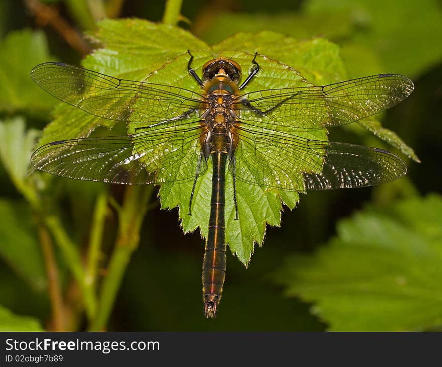 In the early morning a Dragon fly on a leaf of a blackberry. In the early morning a Dragon fly on a leaf of a blackberry