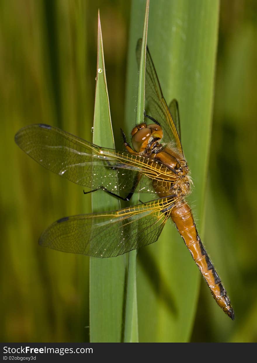 The Scarce Chaser