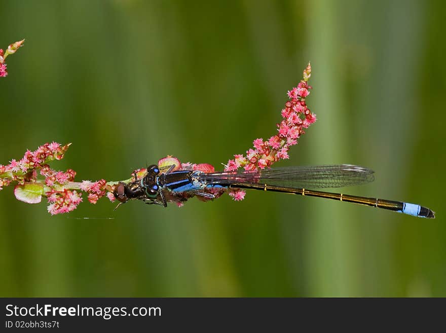 Blue-tailed damselfly eating a fly