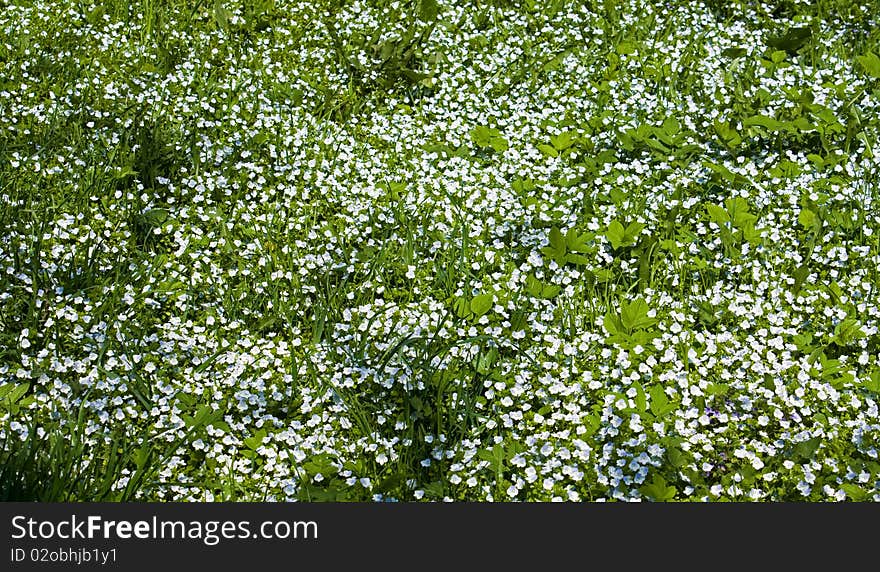 Spring Flowers