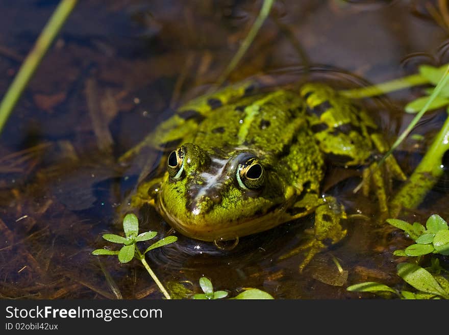 Green frog focused on me