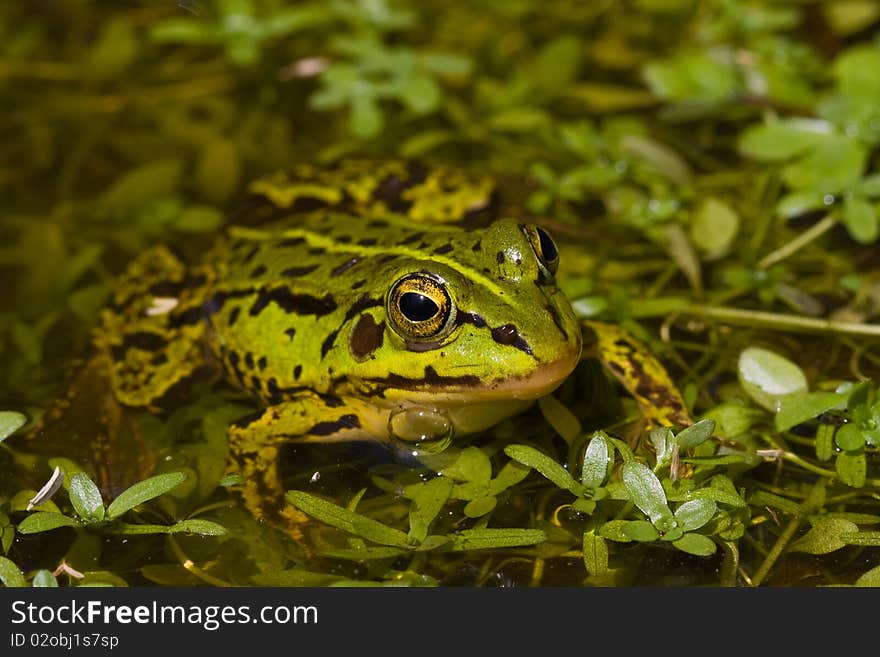 Green frog