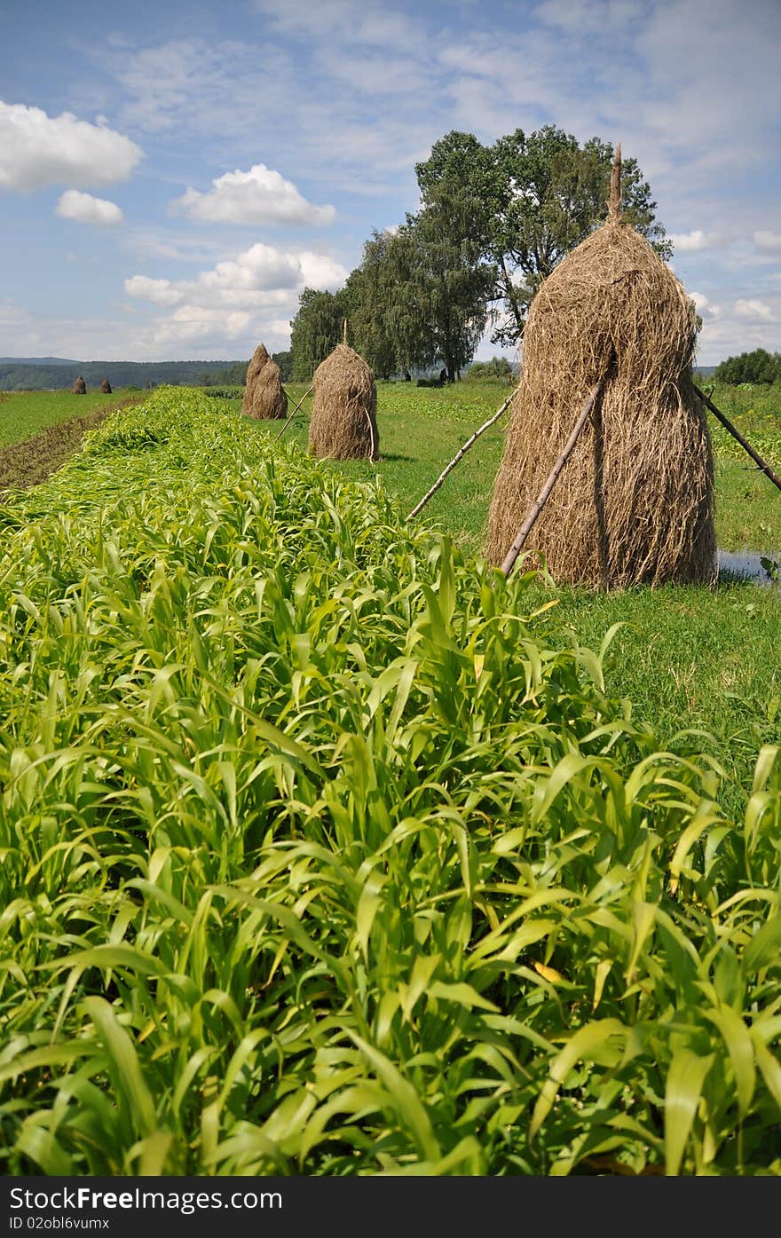 In the field after a rain.