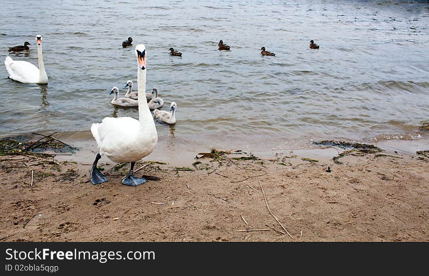 White swan and cygnets on the lake shore. White swan and cygnets on the lake shore