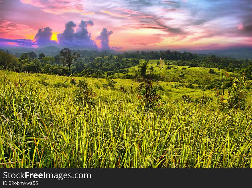 Nature forest and blue sky. Nature forest and blue sky