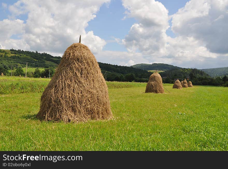 Hay in stacks.