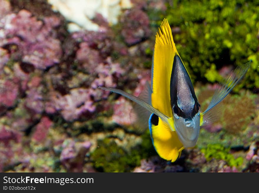 Longnose Butterflyfish front view, in Aquarium