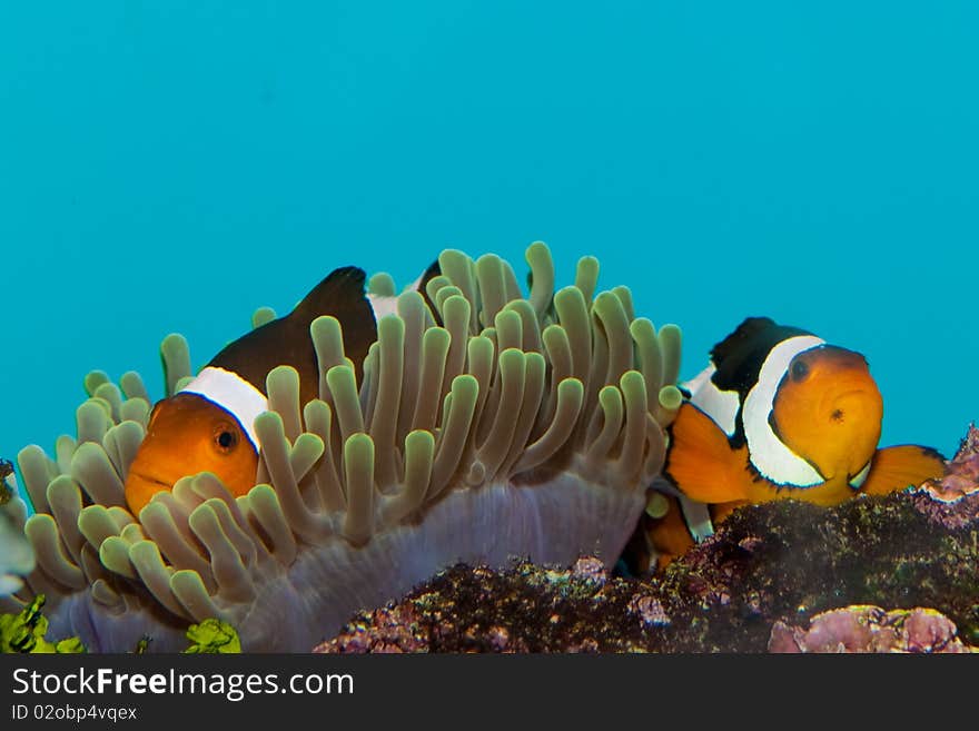 Clownfish Pair in Anemone in Aquarium