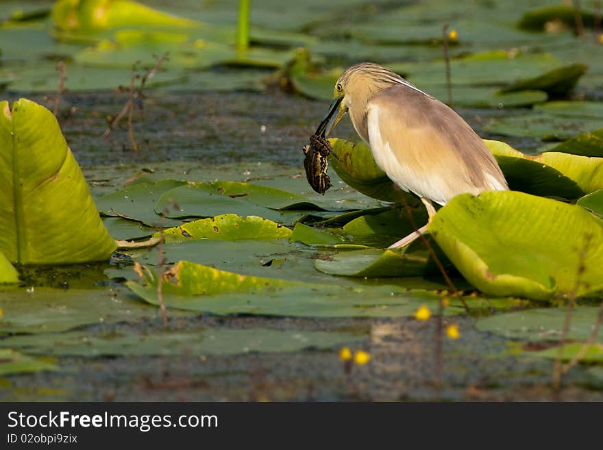 Squacco Heron