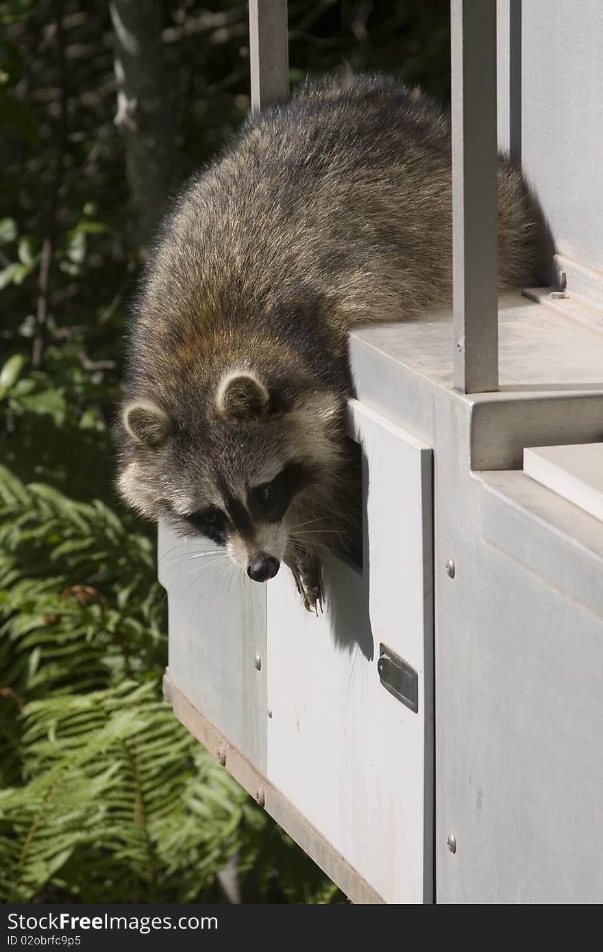 Wild raccoon sitting on a wagon outdoors