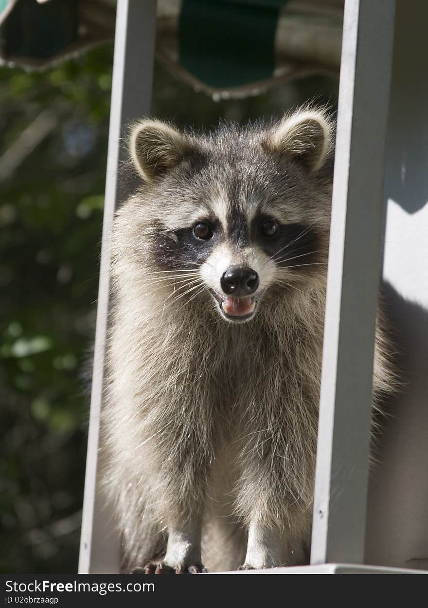 Wild raccoon sitting on a wagon outdoors