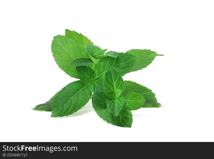 The branch of fresh mint is isolated on a white background