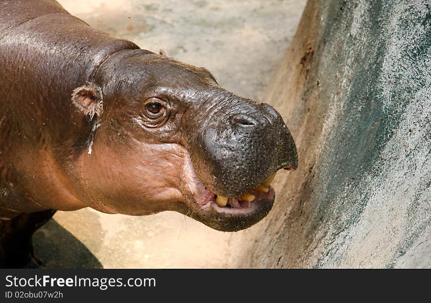 Big Himalaya Hippo in zoo