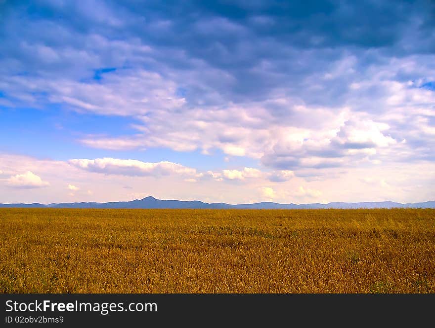 Wheat field with blue sky, clouds and mountains in the distance. Wheat field with blue sky, clouds and mountains in the distance.