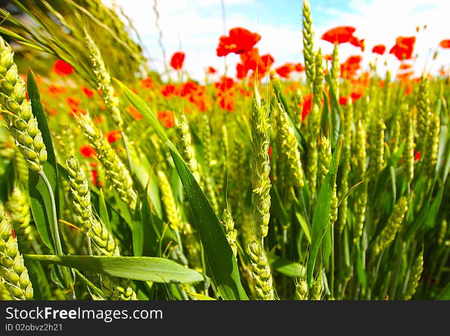 Young Wheat Growing In The Fields