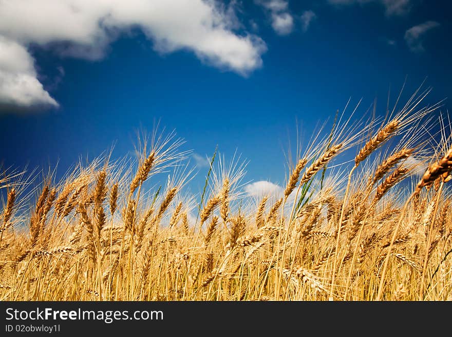 Summer view of ripe wheat.