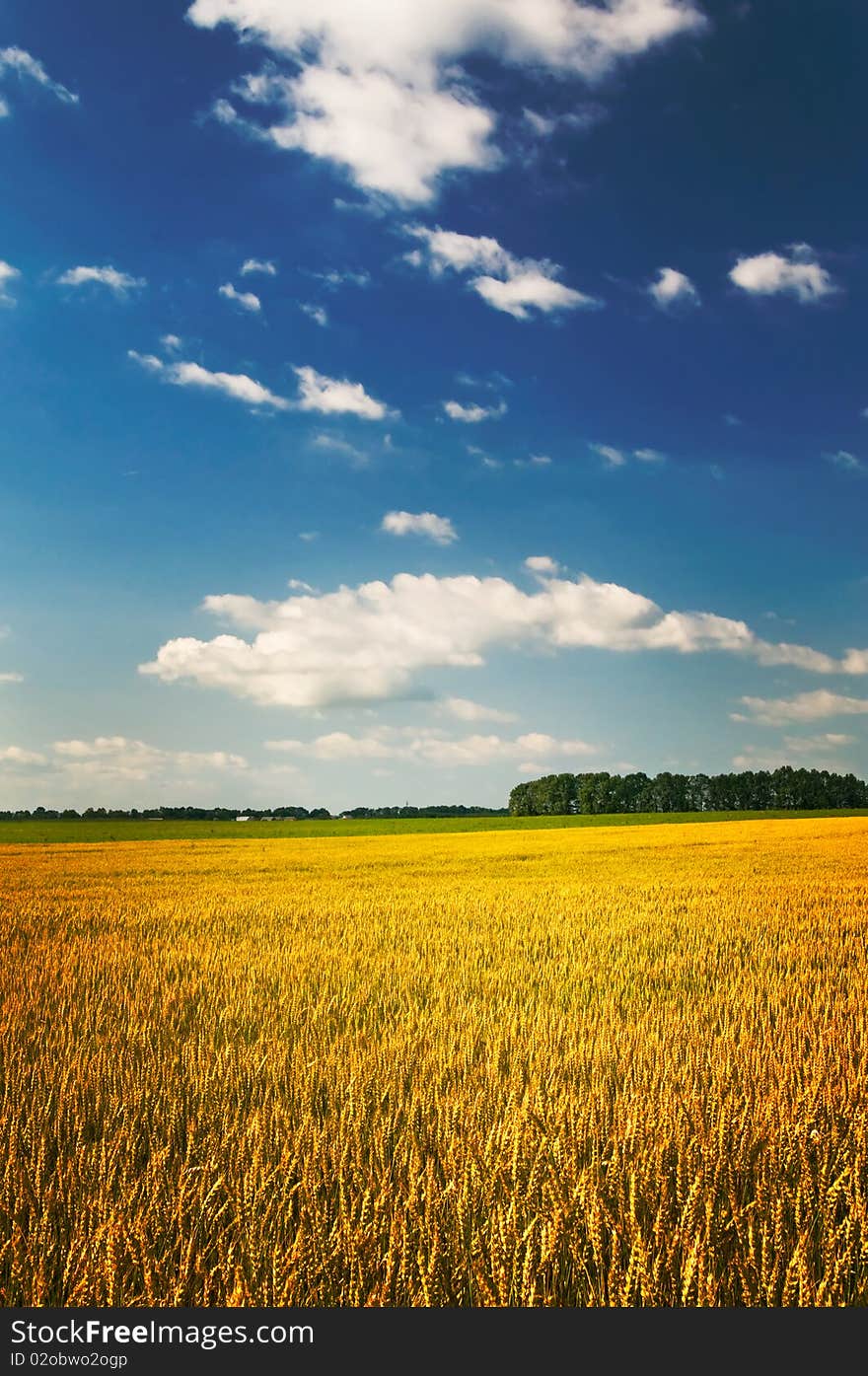 Amazing Yellow Field.